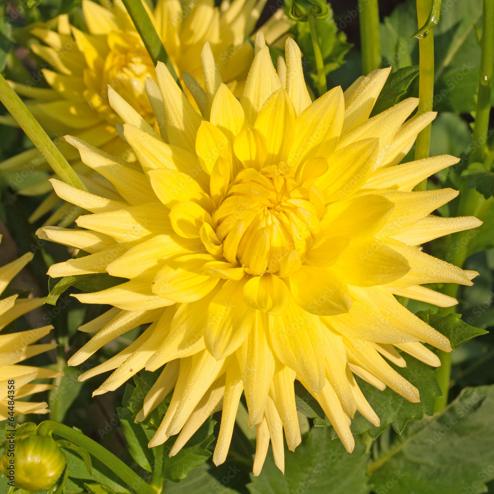 Fototapeta premium Dahlien - Dahlias