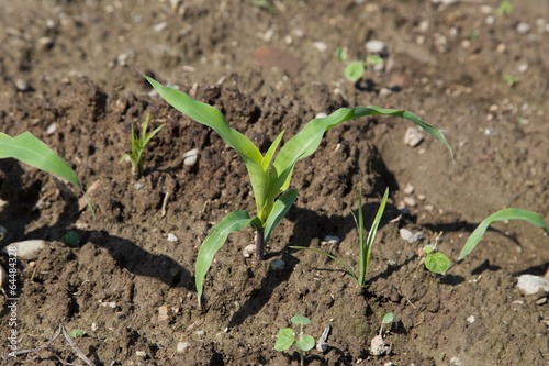 maize meadow