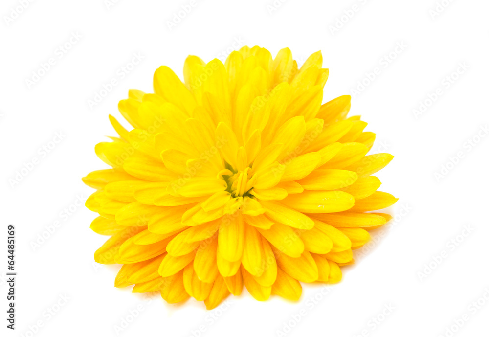 yellow chrysanthemum yellow chrysanthemum
