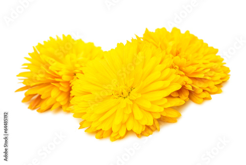 yellow chrysanthemum