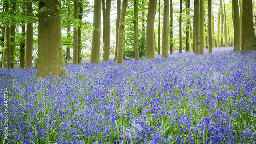 Bluebell Woods photo