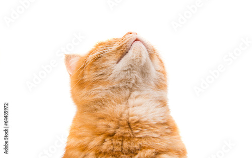 ginger cat isolated