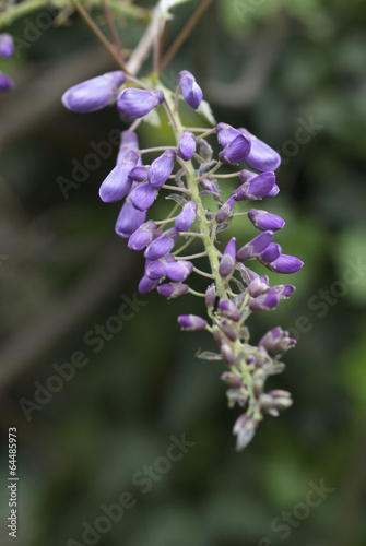 lilac wisteria grape in bloom detail