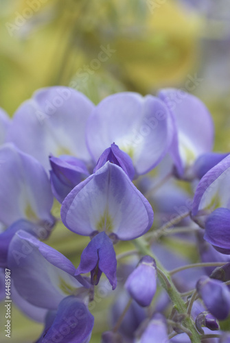 violet wisteria flower head in bloom detail