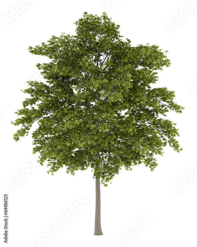 Slika na platnu white ash tree isolated on white background