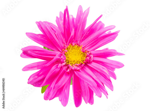 chrysanthemum flower