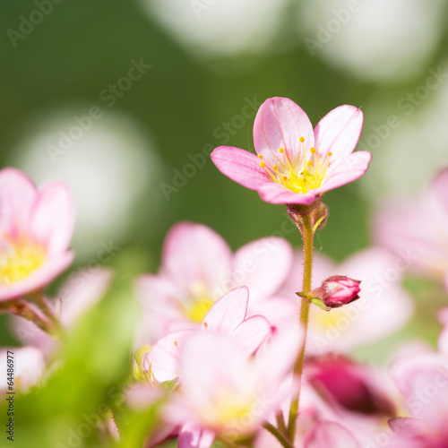 Beautiful spring flowers,floral background © fotorince