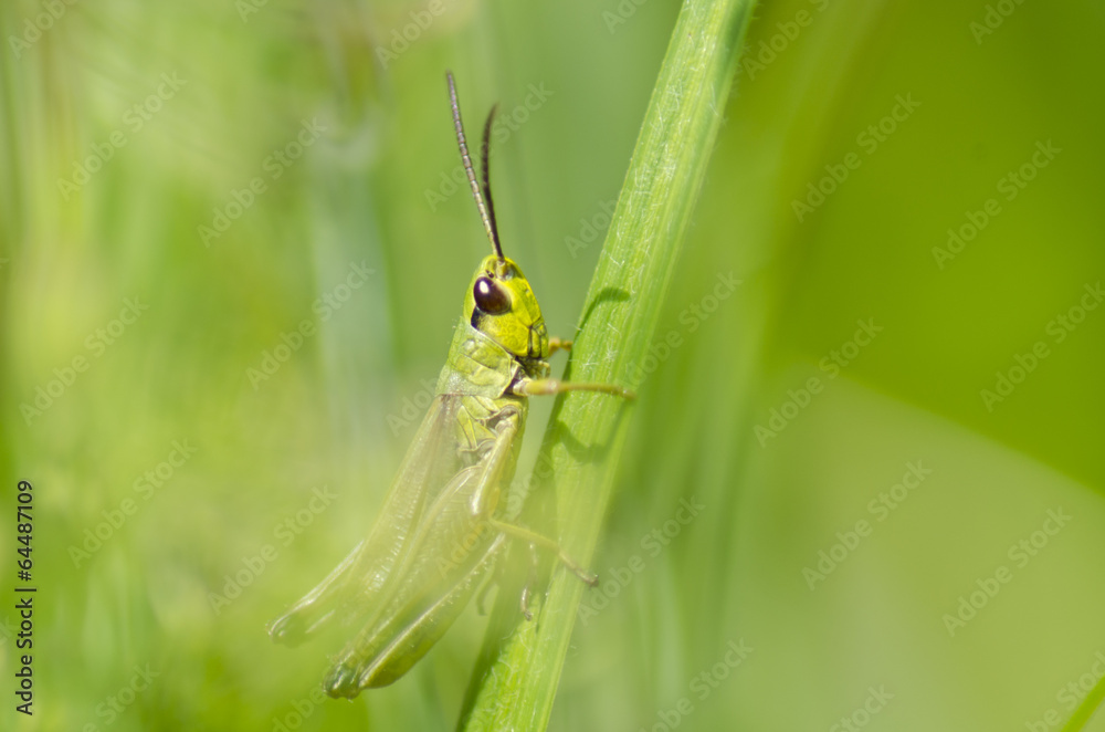 grasshopper grasshopper