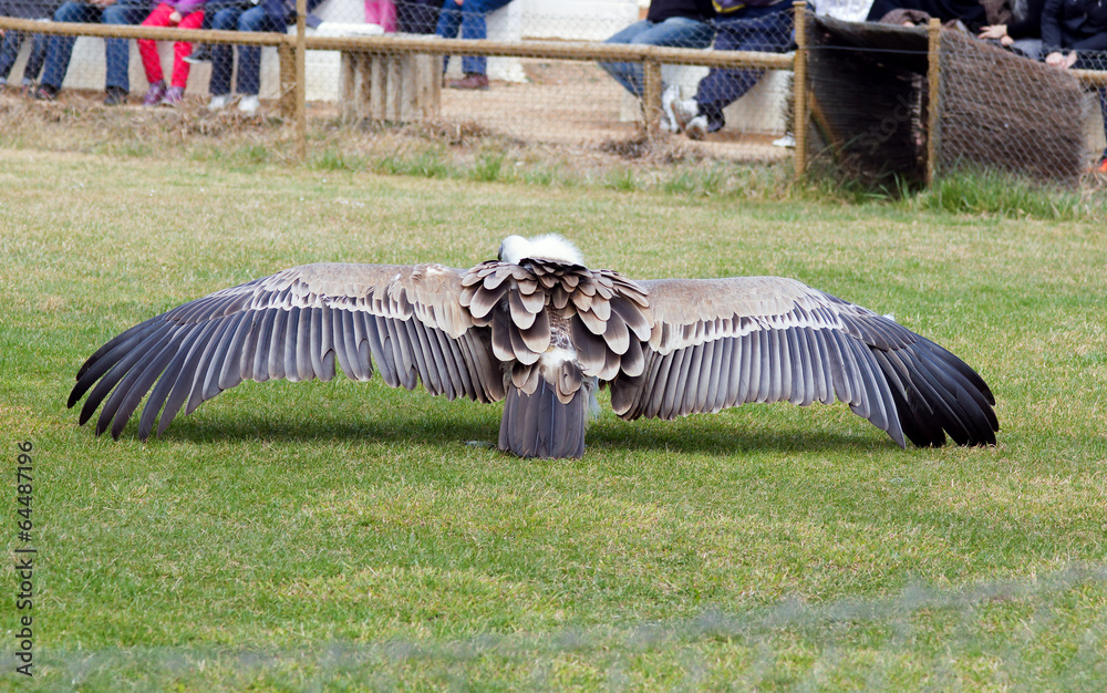 Naklejka premium vulture wings