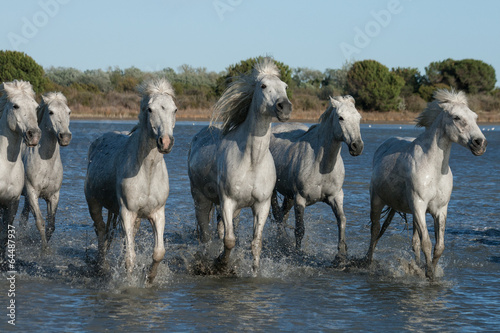 Fototapeta Naklejka Na Ścianę i Meble -  running horses