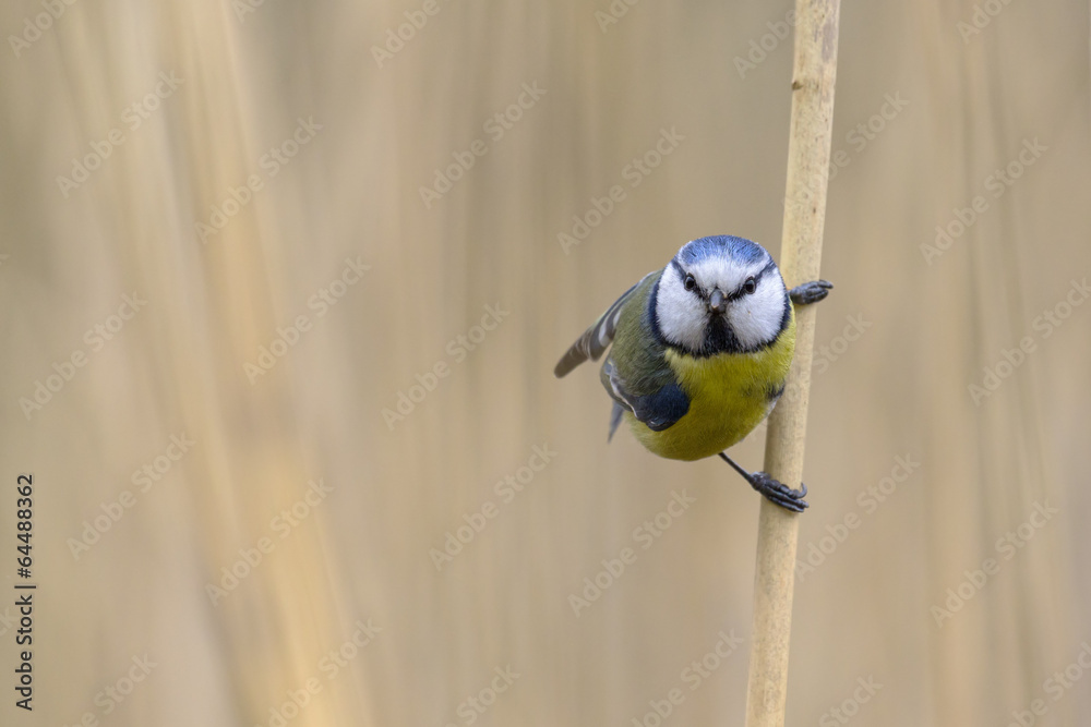 Fototapeta premium Blue tit closeup in the reeds