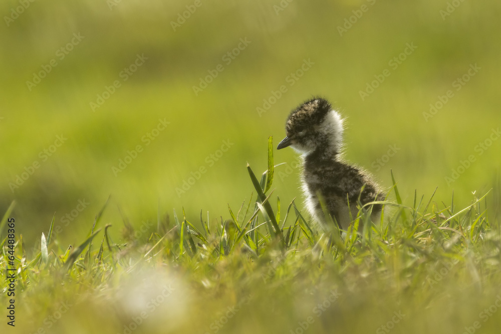 Lapwing chick exploring farmland