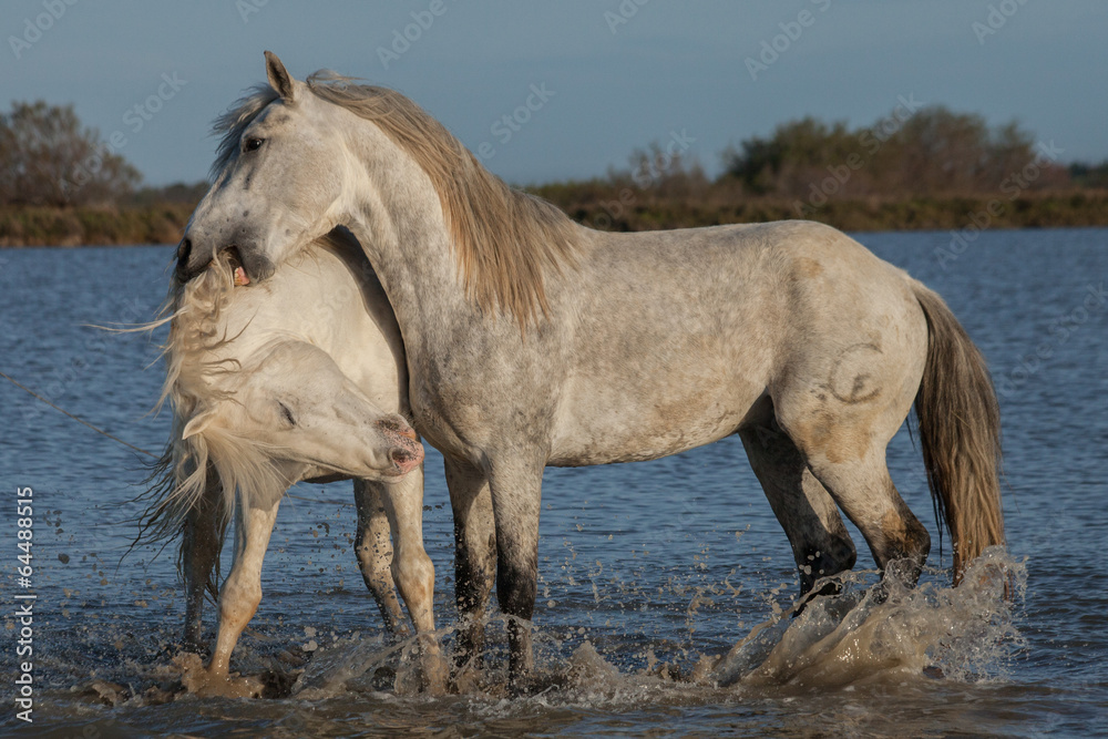 Fototapeta premium biting stallion
