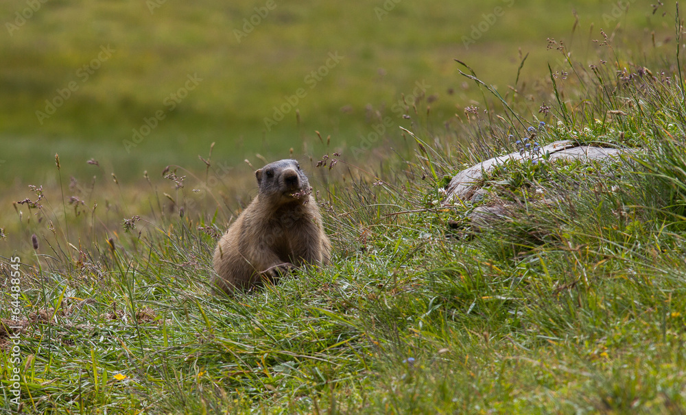 Fototapeta premium Marmotte dans un alpage