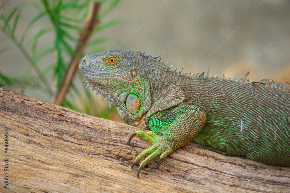 Obraz premium iguana