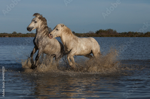 Fototapeta Naklejka Na Ścianę i Meble -  running stallions
