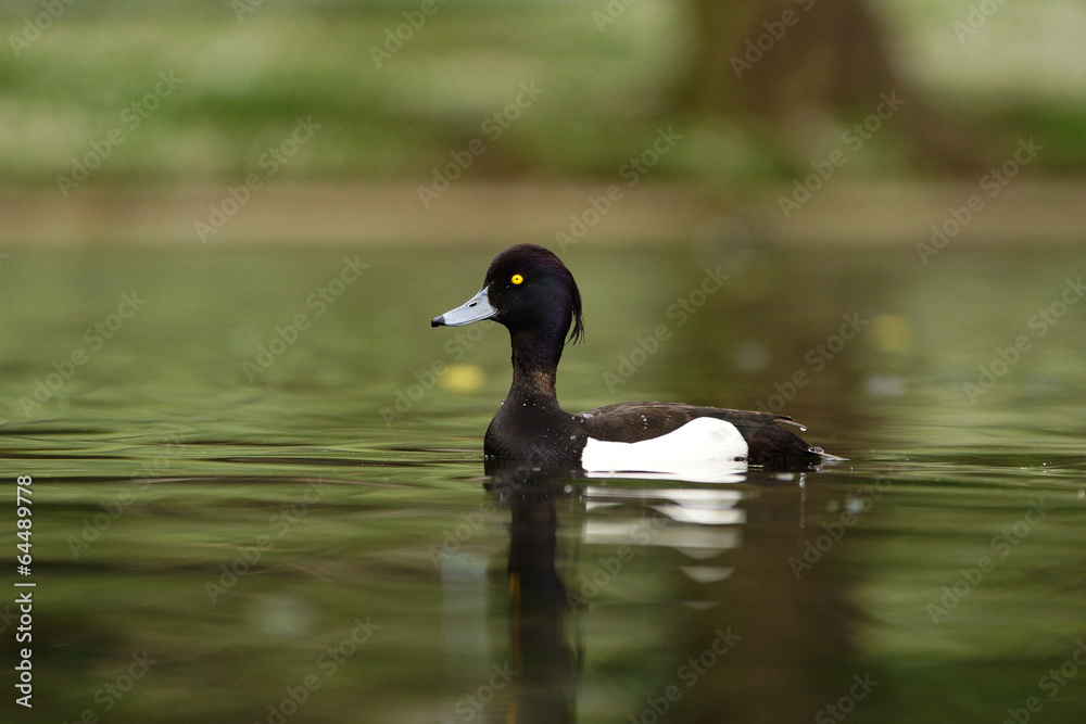 Fototapeta premium Tufted Duck, Aythya fuligula