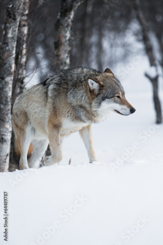 Wolf walks in the snow