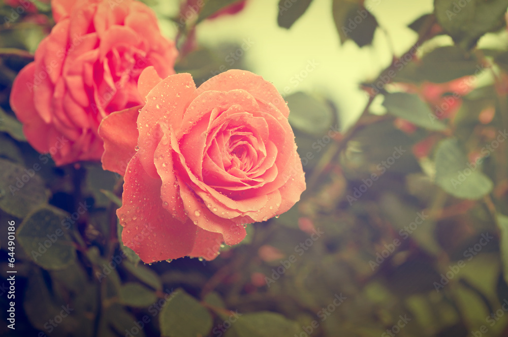 Obraz premium Orange rose