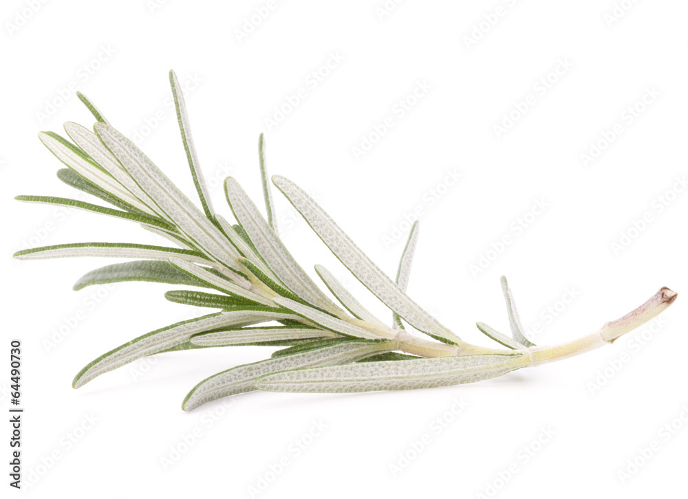 Fototapeta premium rosemary herb spice leaves isolated on white background cutout