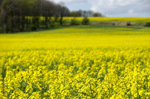 Blue sky over the rape field. © Monika Gruszewicz