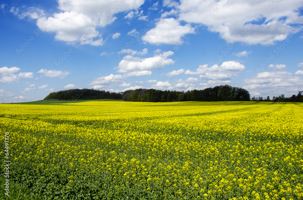 Blue sky over the rape field. Blue sky over the rape field.