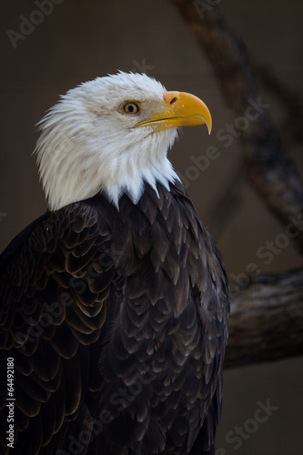 american bald eagle © wollertz
