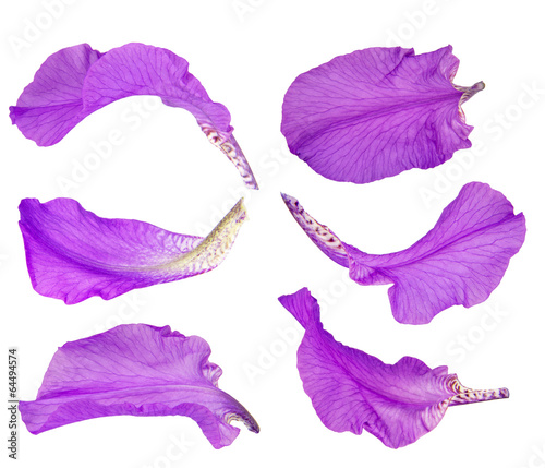 Iris