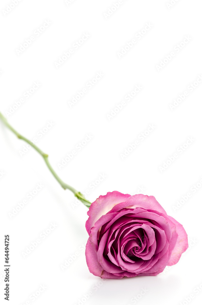 Pink rose isolated on white