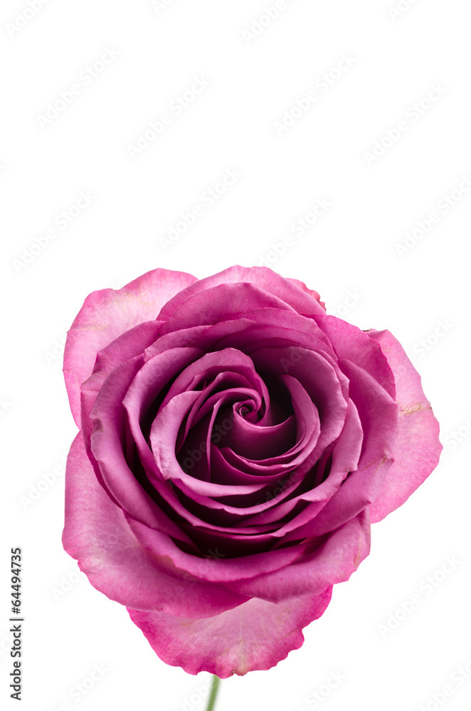 Pink rose isolated on white Pink rose isolated on white