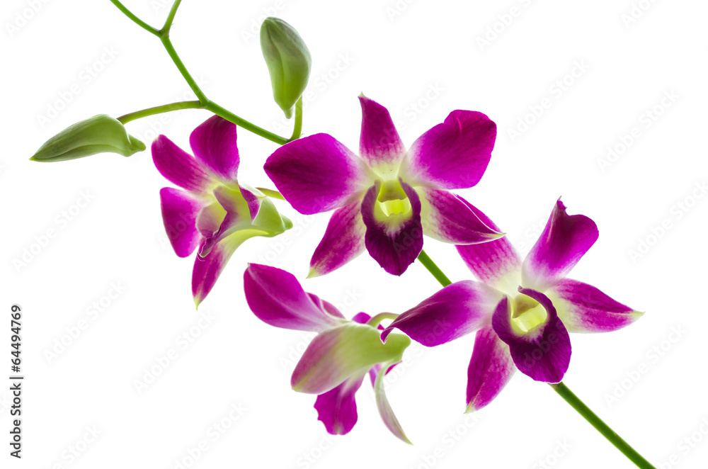 Orchind isolated white background