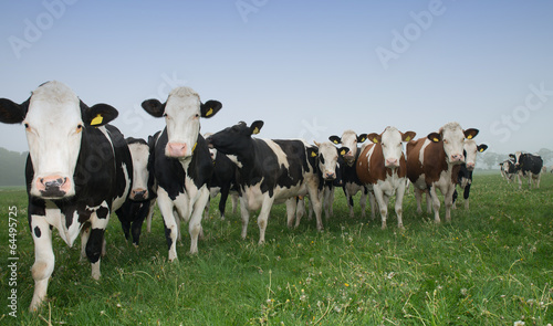 cow in a meadow © egonzitter
