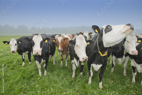 cow in a meadow © egonzitter