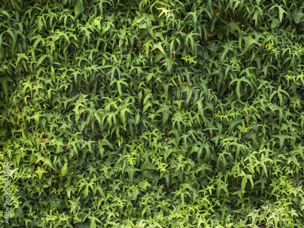 Textura de enamorada del muro. Planta trepadora. foto de Stock | Adobe Stock