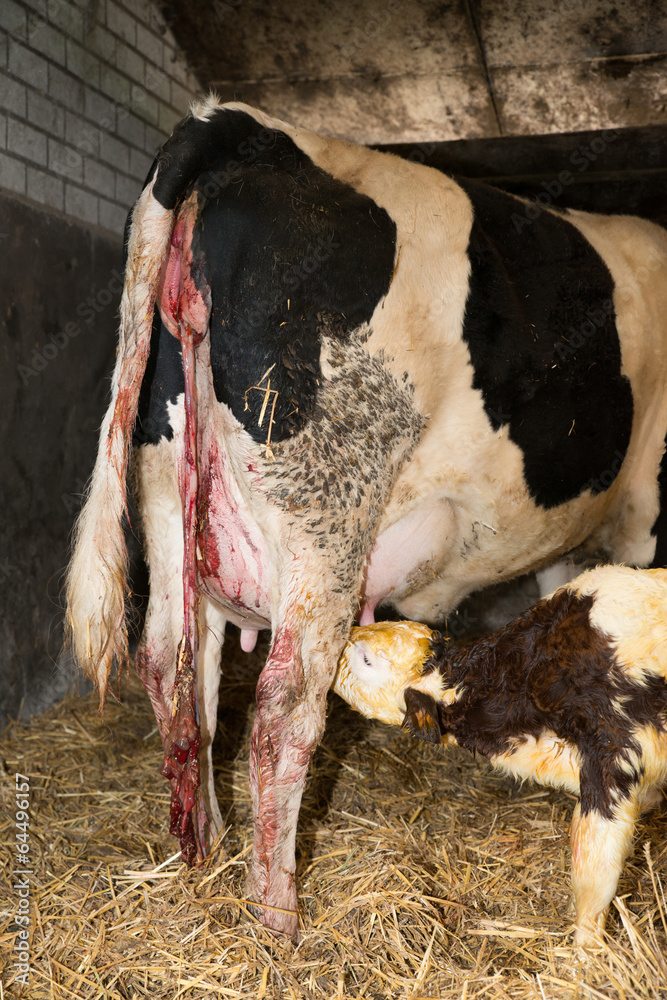 custom made wallpaper toronto digitalnewborn calf in a stable