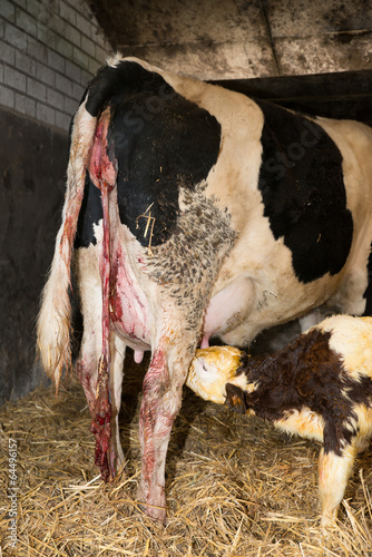 Wallpaper Mural newborn calf in a stable Torontodigital.ca