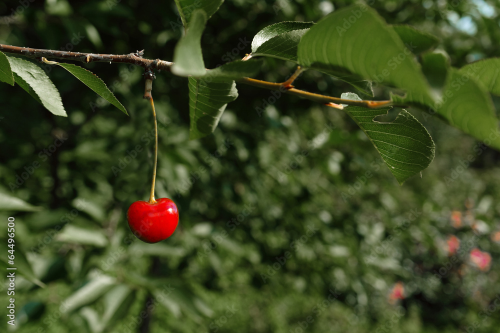 Fototapeta premium lonely cherry on a branch