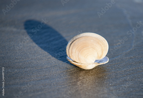 Sea shell and shadow on beach, ringed venus shell