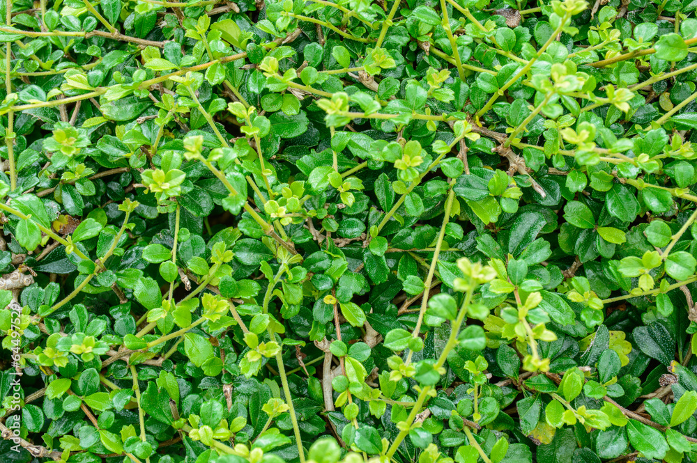 Obraz premium Green Bush