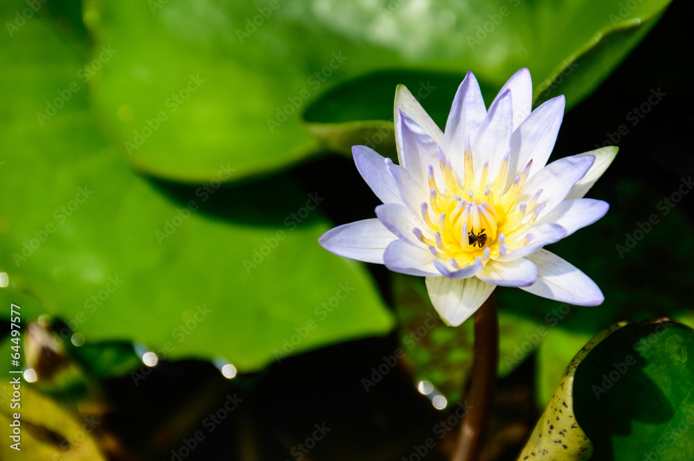 Lotus In My House Lotus In My House