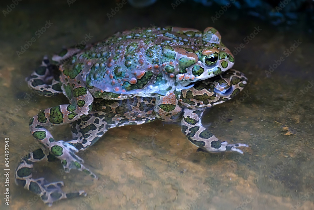 Fototapeta premium Green toads