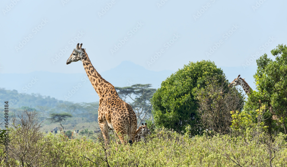 Obraz premium Tansania-Giraffe-11489