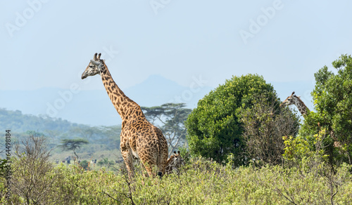 Tansania-Giraffe-11489