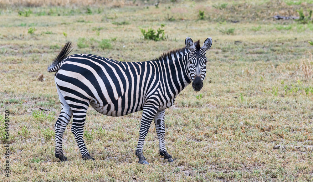 Obraz premium Tansania-Zebra-11582