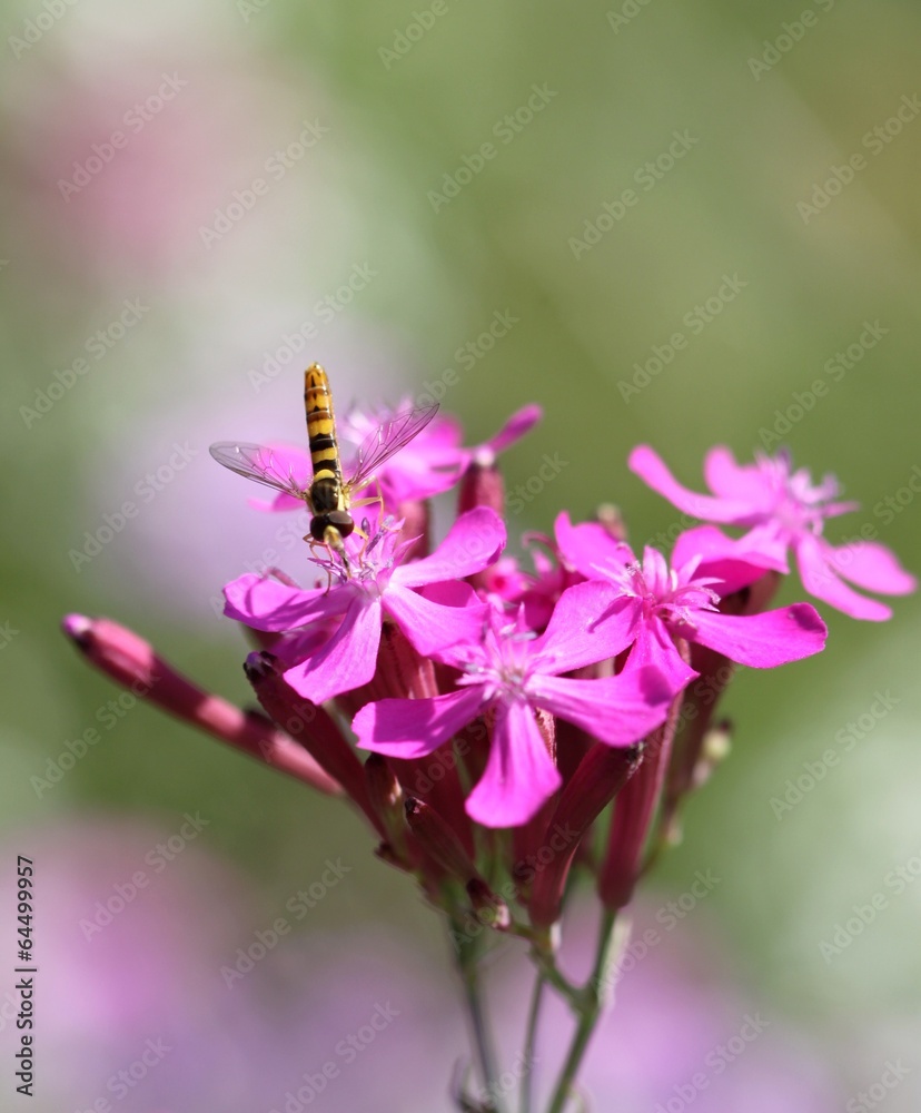 Fototapeta premium syrphe butinant des fleurs