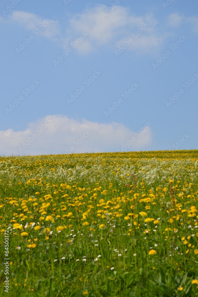 flower meadow, Blumenwiese