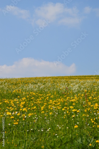 flower meadow, Blumenwiese © noohin