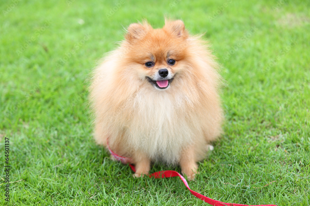 pomeranian dog sitting on green grass at home pomeranian dog sitting on green grass at home