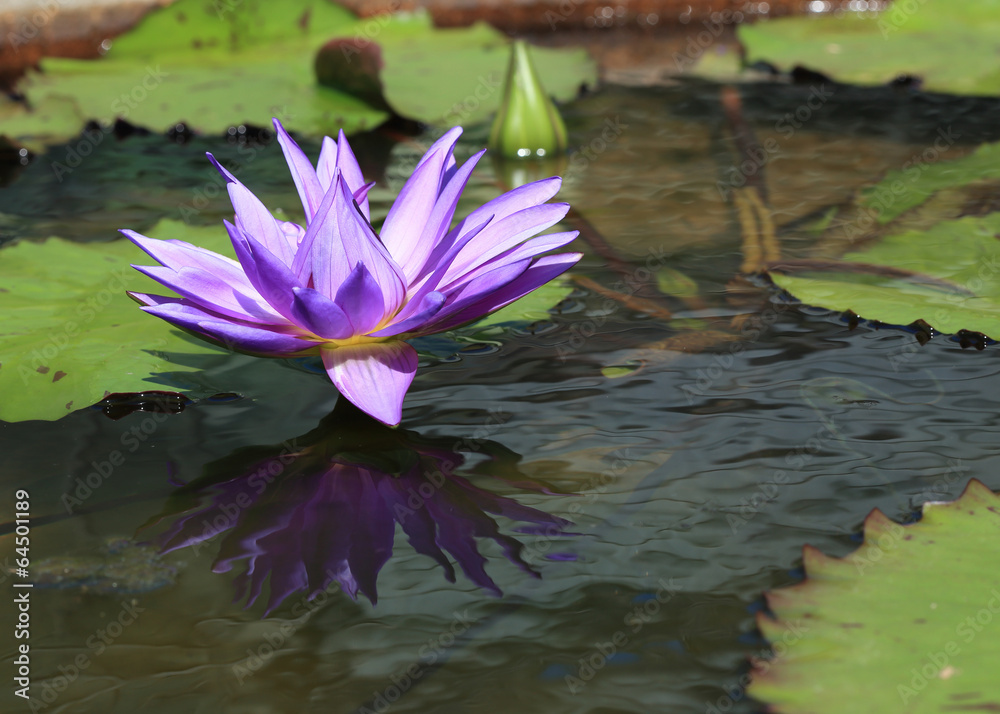 lotus flower in pond, tropical flower in garden lotus flower in pond, tropical flower in garden