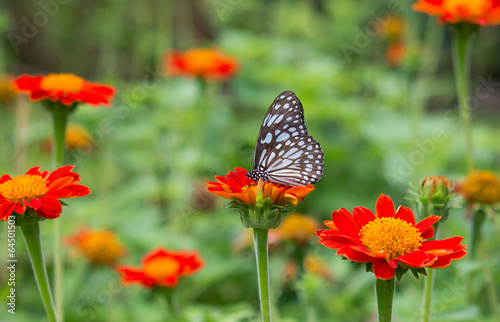 Butterfly and flower 1